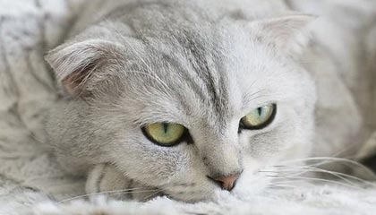 开云体育网址-天津室内亚锦赛：邓信锐6秒59获得男子60米冠军，何锦櫶第八