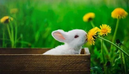 开云官网-将迎生日与胜利失之交臂 詹姆斯：错过太多好机会